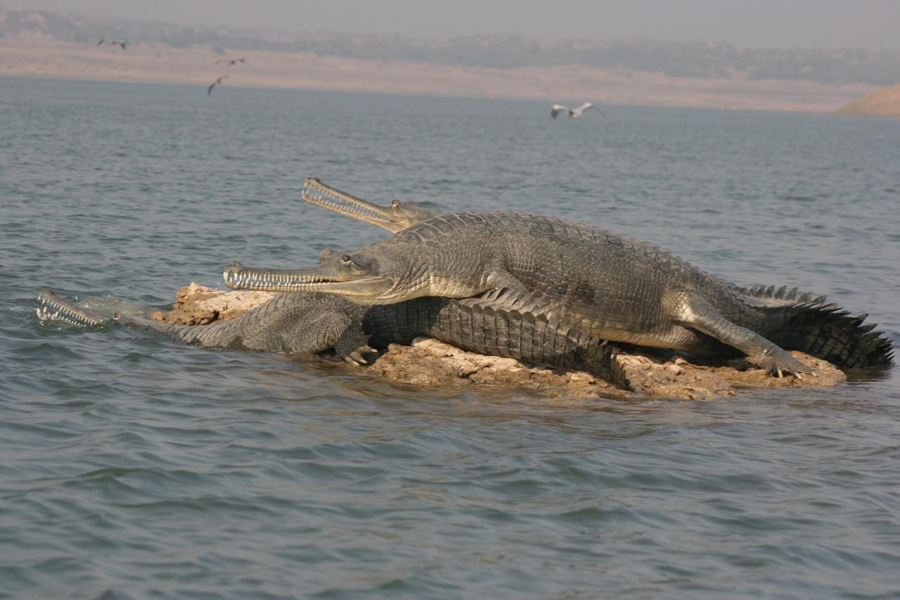 Mela Kothi - The Chambal Safari Lodge Bāh 외부 사진