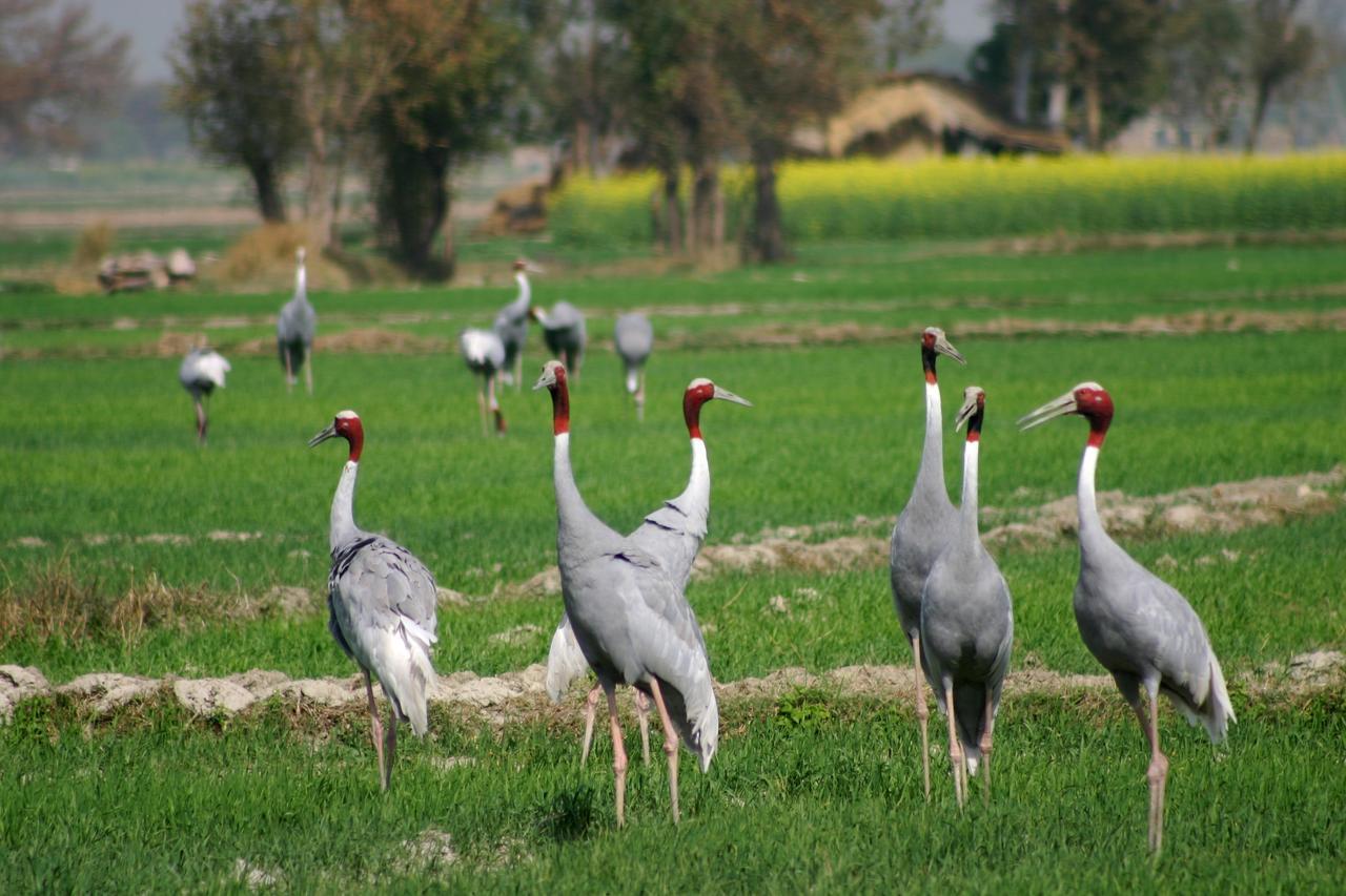 Mela Kothi - The Chambal Safari Lodge Bāh 외부 사진