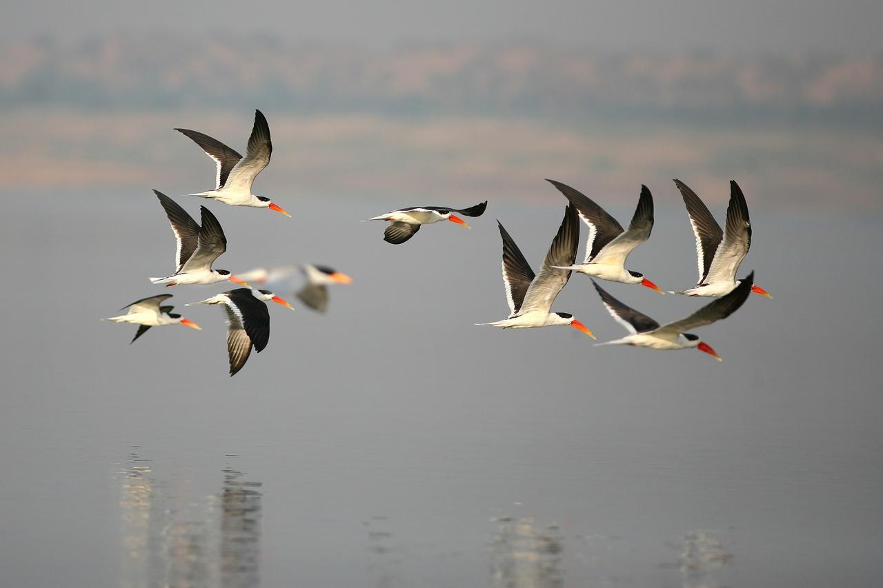 Mela Kothi - The Chambal Safari Lodge Bāh 외부 사진